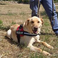 Ciabatta, cane super desidera una famiglia sua