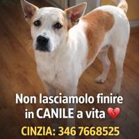 Adozione dolcissimo Meeko (si pronuncia Miko)