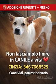 Adozione dolcissimo Meeko (si pronuncia Miko)