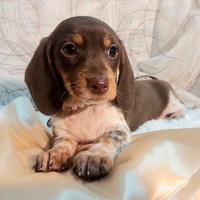 Bassottina cioccolato