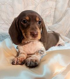 Bassottina cioccolato