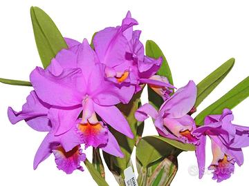 Orchidea Cattleya Carlos Velasquez
