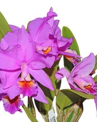 Orchidea Cattleya Carlos Velasquez