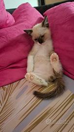 Siamese