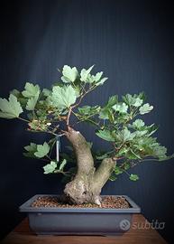 Acero opalo (Acer opalus)