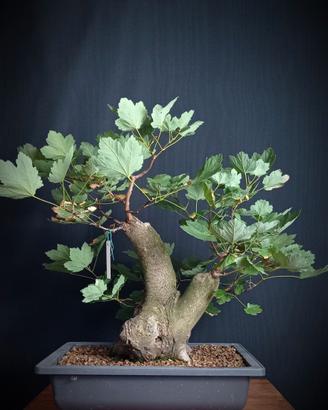 Acero opalo (Acer opalus)