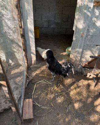 Gallo padovano