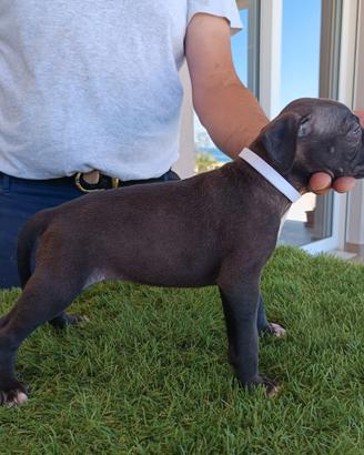 American pit bull terrier maschio blue