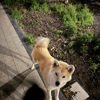 Akita inu