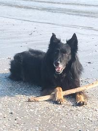 Attendo Cagnolina per accoppiamento con pastore