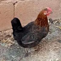 Gallina mugellese nana