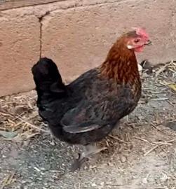 Gallina mugellese nana