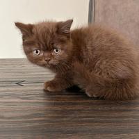 Cucciole femmine beitish