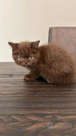 Cucciole femmine beitish