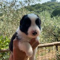 Border Collie
