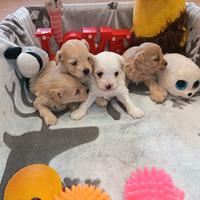 Cuccioli di MALTIPOO