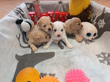 Cuccioli di MALTIPOO