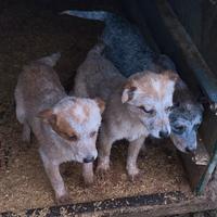 Australian cattle dog/ Pastore australiano
