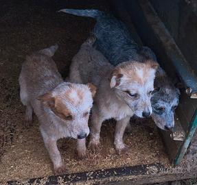 Australian cattle dog/ Pastore australiano