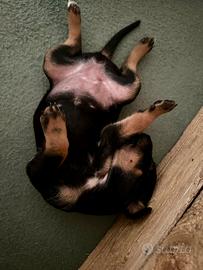 Cuccioli incrocio pastore australiano