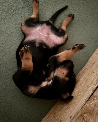 Cuccioli incrocio pastore australiano