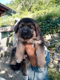 Vendita cuccioli