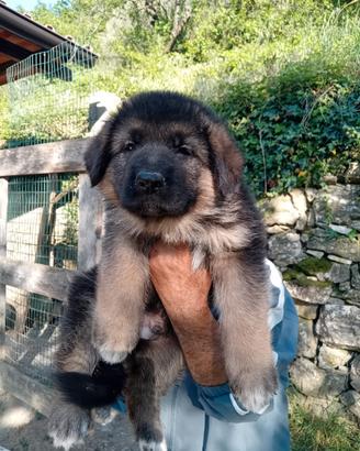 Vendita cuccioli