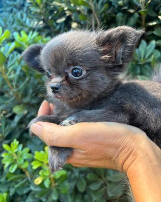 Chihuahua femmina pelo lungo