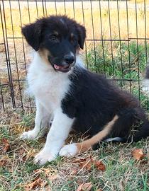 Australian shepherd pastore australiano