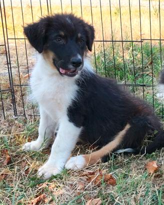 Australian shepherd pastore australiano