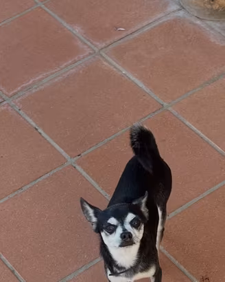 Cane da monta