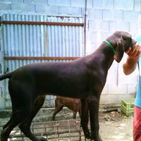 Vendita kuzhaar/ bracco tedesco