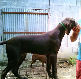 Vendita kuzhaar/ bracco tedesco