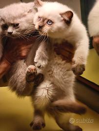 Gatti British
