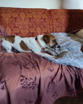Jack russel terrier x accoppiamento