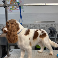 Disponibile per monta