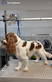 Disponibile per monta