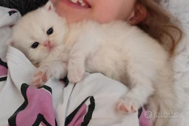 Cuccioli gatto persiani