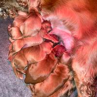 Cuccioli cocker spaniel