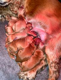 Cuccioli cocker spaniel