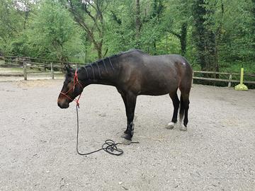 Cavallo trotter