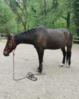 Cavallo trotter