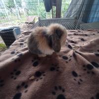 Coniglietto ariete nano miniloop