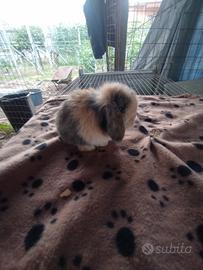 Coniglietto ariete nano miniloop