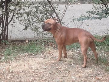 Staffordshire bull terrier femmina con  pedigree 