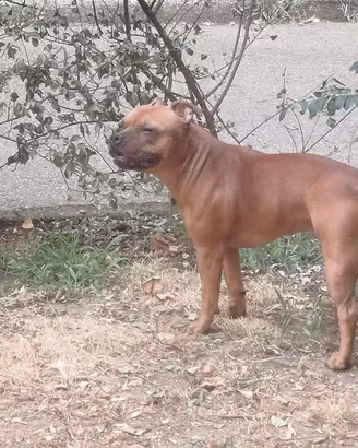 Staffordshire bull terrier femmina con  pedigree 
