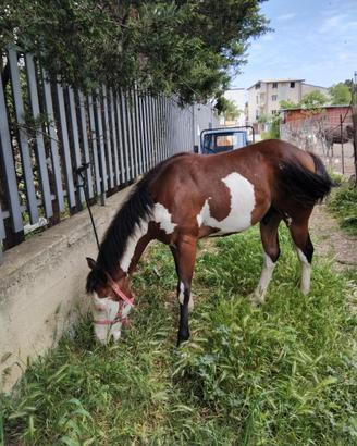 Paint horse