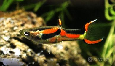 pesci guppy per acquario dolce