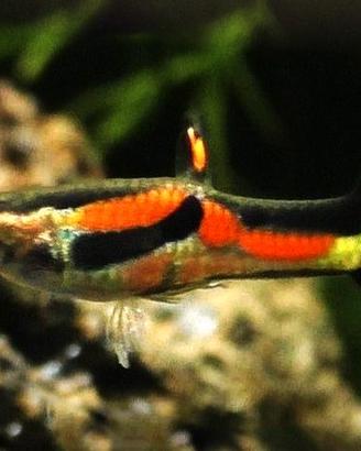 pesci guppy per acquario dolce