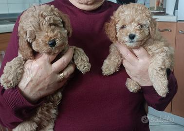 Cuccioli barboncino toy